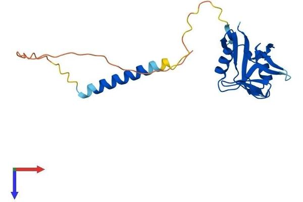 CD69 Protein (CD69) (AA 1-199) (His tag)