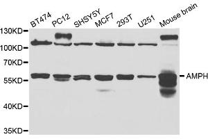 Western blot analysis of extracts of various cell lines, using AMPH antibody (ABIN5973122) at 1/1000 dilution. (Amphiphysin Antikörper)