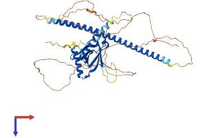 NOS1AP Protein (AA 1-503) (His tag)