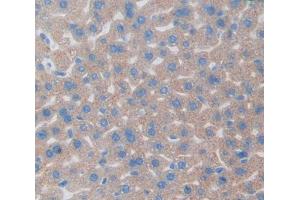 Used in DAB staining on fromalin fixed paraffin- embedded Kidney tissue (Regucalcin Antikörper  (AA 1-299))