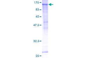 SEC24C Protein (AA 1-1094) (GST tag)