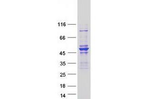 Western Blotting (WB) image for rho GTPase Activating Protein 8 (ARHGAP8) (Transcript Variant 2) protein (Myc-DYKDDDDK Tag) (ABIN2730842)
