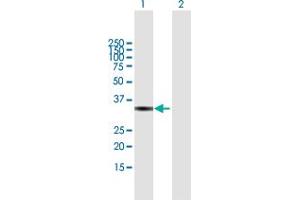 Western Blot analysis of VGLL4 expression in transfected 293T cell line by VGLL4 MaxPab polyclonal antibody. (VGLL4 Antikörper  (AA 1-290))