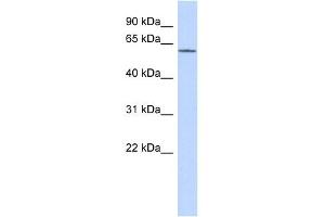 KCNG1 antibody used at 1 ug/ml to detect target protein.