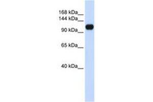 Image no. 1 for anti-Ankyrin Repeat and LEM Domain Containing 2 (ANKLE2) (AA 864-913) antibody (ABIN6741287) (ANKLE2 Antikörper  (AA 864-913))
