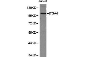 Western blot analysis of Jurkat cell lysate using ITGA4 antibody. (ITGA4 Antikörper  (C-Term))