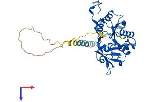 CD57 Protein (AA 1-334) (His tag)