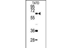 Western blot analysis of DDX5 antibody (C-term) (ABIN391668 and ABIN2841579) in T47D cell line lysates (35 μg/lane). (DDX5 Antikörper  (C-Term))