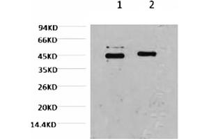 Western blot analysis of Hela, diluted at 1) 1:2000, 2) 1:5000. (Caspase 9 Antikörper)