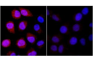 anti-DNA-Damage-Inducible Transcript 4 (DDIT4) (AA 1-50) antibody