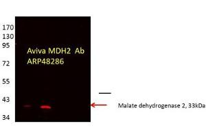 MDH2 antibody - C-terminal region  validated by WB using Proximal kidney tubules purfied from cortex at 1:1000.