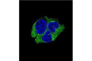 Confocal Immunofluorescent analysis of SERPINI1 Antibody (N-term)Cat. (Neuroserpin Antikörper  (N-Term))