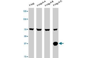 The AURKC polyclonal antibody  is used in Western blot to detect AURKC in lysates of 293 cells expressing Flag tag (lane 1) , Flag-tagged AURKA (lane 2) , Flag-tagged AURKB (lane 3) , Flag-tagged AURKC (lane 4) . (Aurora Kinase C Antikörper  (N-Term))
