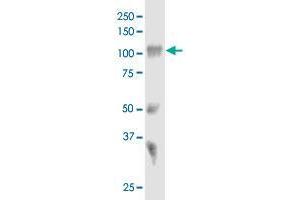 Western Blotting (WB) image for anti-Sortilin 1 (SORT1) (AA 203-299) antibody (ABIN562759)