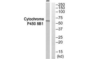 Western blot analysis of extracts from 293 cells, using CYP8B1 antibody.