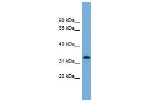 IFI35 antibody used at 1 ug/ml to detect target protein. (IFI35 Antikörper  (N-Term))