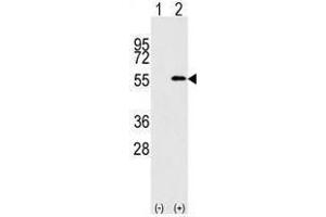 Image no. 1 for anti-Nucleoporin 50kDa (NUP50) (C-Term) antibody (ABIN357219) (NUP50 Antikörper  (C-Term))