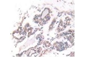 Immunohistochemistry (IHC) image for anti-Interferon, alpha 5 (IFNA5) (AA 22-189) antibody (ABIN7428095)