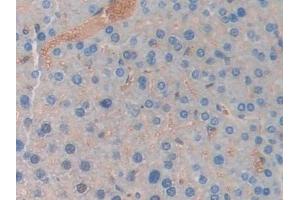 Detection of LCN5 in Mouse Liver Tissue using Polyclonal Antibody to Lipocalin 5 (LCN5) (LCN5 Antikörper  (AA 28-187))