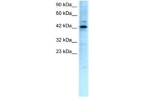 Western Blotting (WB) image for anti-Transcription Factor-Like 5 (Basic Helix-Loop-Helix) (TCFL5) antibody (ABIN2460237) (TCFL5 Antikörper)