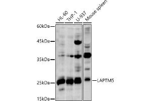 Western blot analysis of extracts of various cell lines, using L antibody (ABIN7268342) at 1:1000 dilution. (LAPTM5 Antikörper)