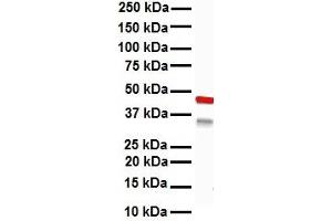 WB Suggested Anti-KRT15 antibody Titration: 1 ug/mL Sample Type: Human Hela