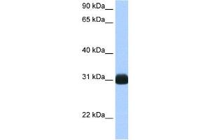 WB Suggested Anti-RBPMS AntibodyTitration: 0. (RBPMS Antikörper  (N-Term))