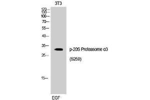 Western Blotting (WB) image for anti-Proteasome Subunit Alpha Type 3 (PSMA3) (pSer250) antibody (ABIN3173067) (PSMA3 Antikörper  (pSer250))