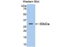 Western Blotting (WB) image for anti-Sirtuin 1 (SIRT1) (AA 236-490) antibody (ABIN3203821) (SIRT1 Antikörper  (AA 236-490))
