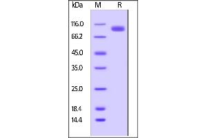 SDS-PAGE (SDS) image for Leukocyte Immunoglobulin-Like Receptor, Subfamily B (With TM and ITIM Domains), Member 5 (LILRB5) (AA 24-458) (Active) protein (Fc Tag,AVI tag,Biotin) (ABIN5526669)