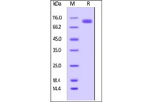 Biotinylated Human LILRB5, Fc,Avitag on  under reducing (R) condition. (LILRB5 Protein (AA 24-458) (Fc Tag,AVI tag,Biotin))