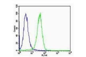 HeLa cells probed with Rabbit Anti-Calreticulin Polyclonal Antibody  Alexa Fluor 488 Conjugated Secondary. (Calreticulin Antikörper  (AA 101-200))