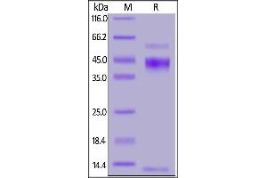 Cynomolgus Latent  1 (C33S), His Tag on  under reducing (R) condition.