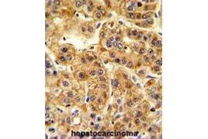 Immunohistochemistry (IHC) image for anti-Nucleotide Exchange Factor SIL1 (SIL1) antibody (ABIN3003781)