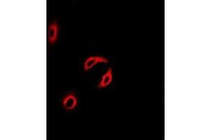 Immunofluorescence (IF) image for anti-Centrin, EF-Hand Protein, 2 (CETN2) (full length) antibody (ABIN6005128) (CETN2 Antikörper  (full length))