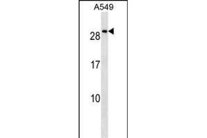 NKX2-8 Antibody (N-term) (ABIN1539275 and ABIN2849562) western blot analysis in A549 cell line lysates (35 μg/lane). (NKX2-8 Antikörper  (N-Term))