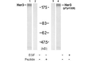 Image no. 4 for anti-Receptor Tyrosine-Protein Kinase ErbB-3 (ERBB3) (pTyr1328) antibody (ABIN319273)
