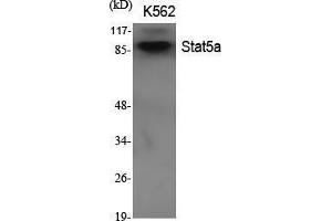 Western Blot (WB) analysis of specific cells using Stat5a Polyclonal Antibody. (STAT5A Antikörper  (Internal Region))