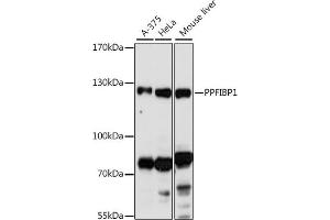 Western blot analysis of extracts of various cell lines, using PPFIBP1 antibody (ABIN7269746) at 1:1000 dilution. (PPFIBP1 Antikörper  (AA 846-1005))