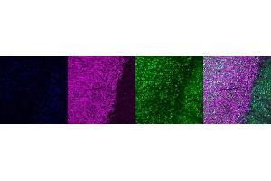 Immunohistochemistry (IHC) image for anti-Microtubule-Associated Protein 2 (MAP2) antibody (ABIN7456240) (MAP2 Antikörper)