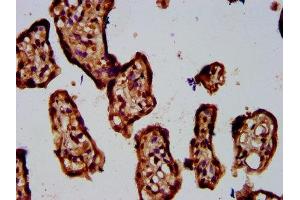 IHC image of ABIN7142890 diluted at 1:400 and staining in paraffin-embedded human placenta tissue performed on a Leica BondTM system. (ADAMTS5 Antikörper  (AA 535-646))