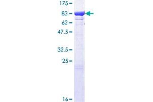 HSPA1L Protein (AA 1-641) (GST tag)