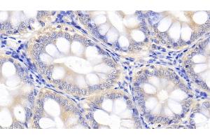 Detection of IL10 in Canine Colon Tissue using Polyclonal Antibody to Interleukin 10 (IL10) (IL-10 Antikörper  (AA 21-181))