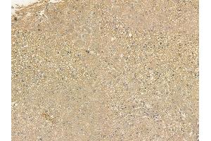 ABIN6256326 and ABIN6267207 at 1/100 staining human normal liver tissue by IHC-P.