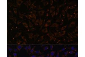 Immunofluorescence analysis of L929 cells using PLLP Polyclonal Antibody at dilution of 1:100. (Plasmolipin Antikörper)