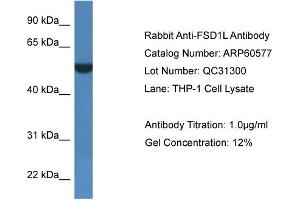 Western Blotting (WB) image for anti-Fibronectin Type III and SPRY Domain Containing 1-Like (FSD1L) (C-Term) antibody (ABIN2788499) (FSD1L Antikörper  (C-Term))
