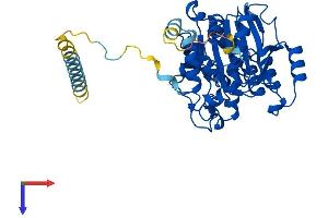 B3GNT2 Protein (AA 1-397) (His tag)