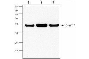 Western Blotting (WB) image for anti-Actin, beta (ACTB) antibody (ABIN2666097) (beta Actin Antikörper)