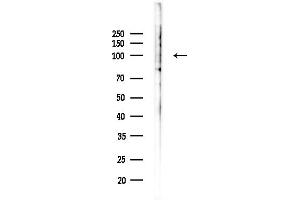 anti-Anoctamin 7 (ANO7) (Internal Region) antibody
