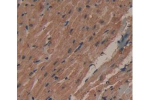 Used in DAB staining on fromalin fixed paraffin- embedded heart tissue (PECI/ECI2 Antikörper  (AA 233-391))